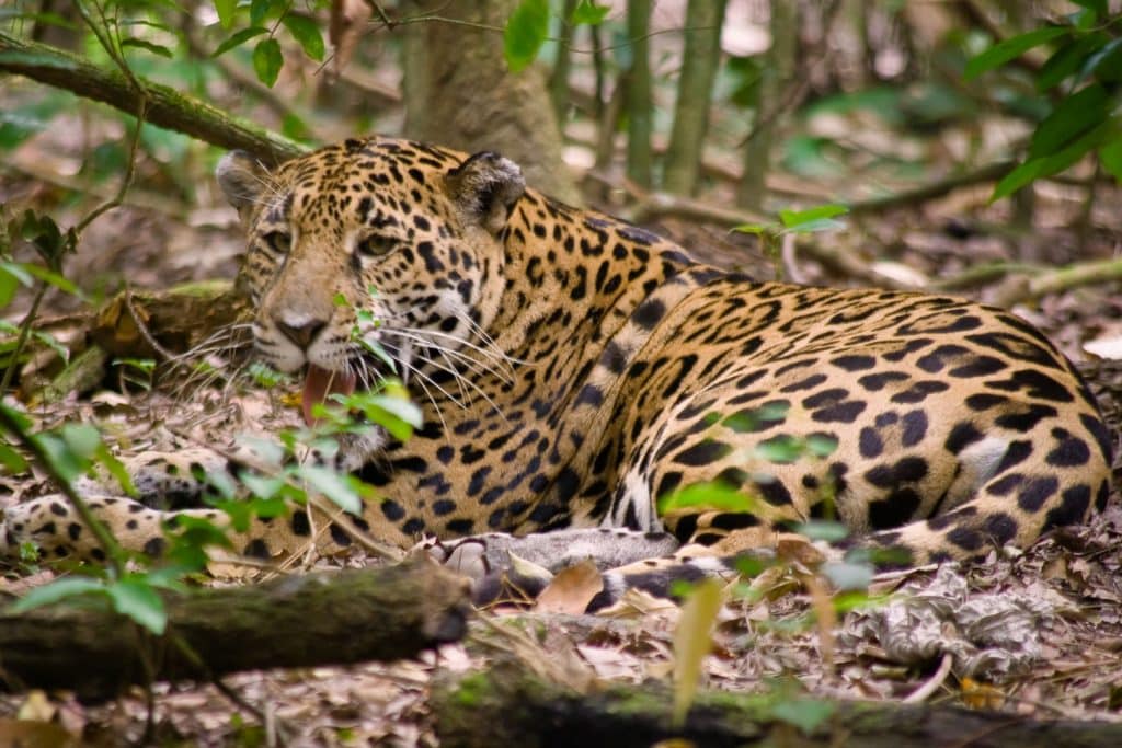 A Belizean jaguar lying on the ground inside the Jaguar Preserve River Tubing Adventure at The Lodge at Jaguar Reef