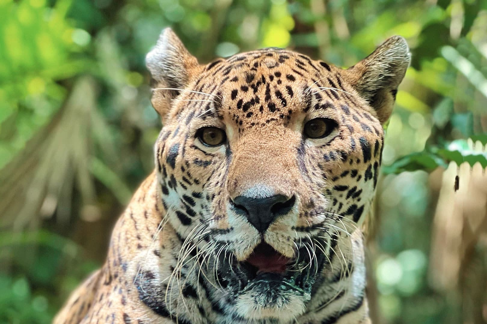 A Belizean jaguar spotted inside the Jaguar Preserve River Tubing Adventure at The Lodge at Jaguar Reef