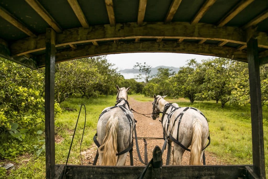 Horse and cart travelling through the jungle pathway at The Rainforest Lodge at Sleeping Giant Resort