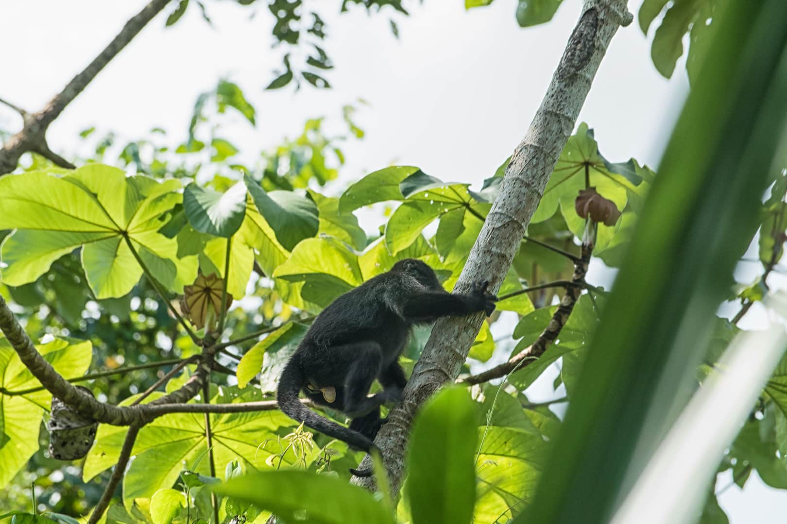 A howler monkey climbing a tree during the Monkey River Wildlife & Village Tour at The Lodge at Jaguar Reef