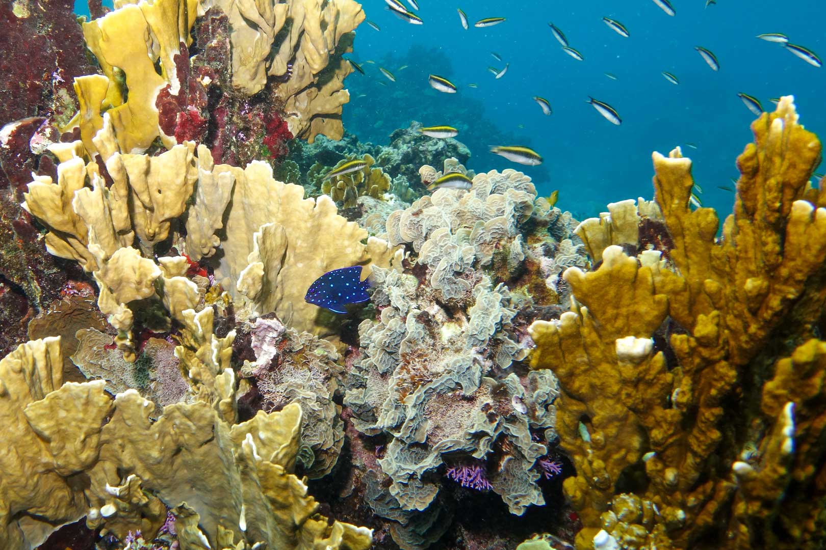 A cluster of corals with schools of fishes at the Silk Caye Snorkeling Adventure at The Lodge at Jaguar Reef