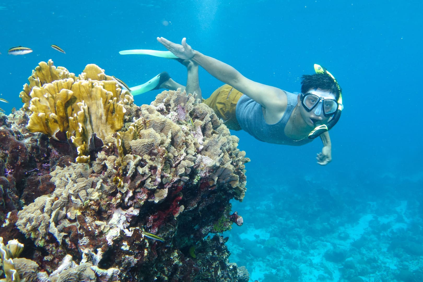 A guest snorkeling close to a cluster of corals during the South Water Reef Snorkeling at The Rainforest Lodge at Sleeping Giant Resort