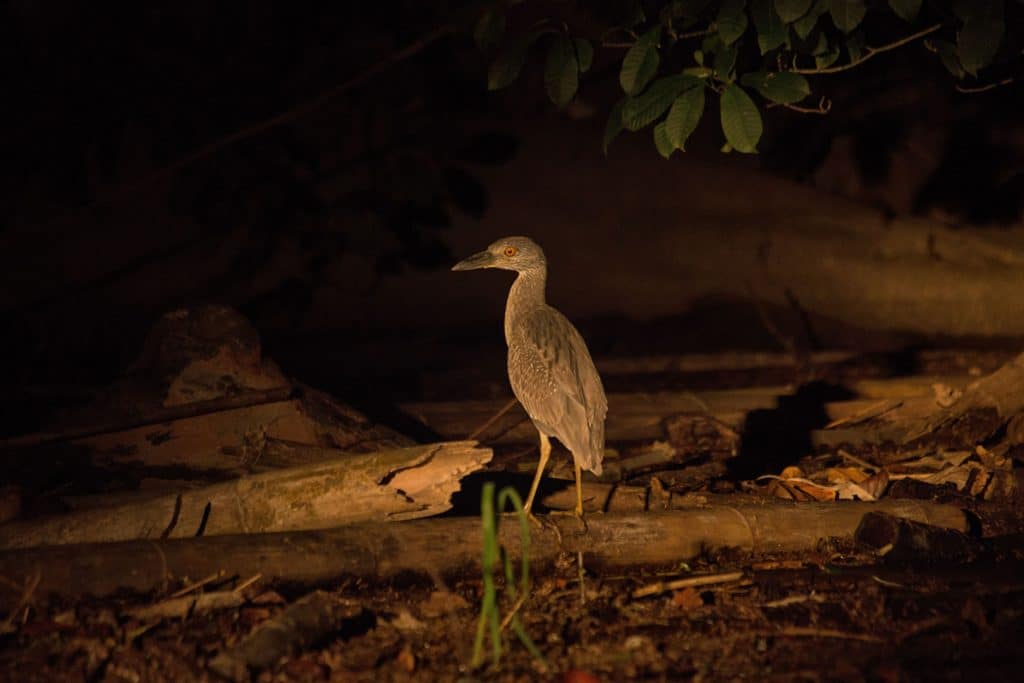 Wild bird spotted during the Jungle Safari After Dark at The Rainforest Lodge at Sleeping Giant Resort