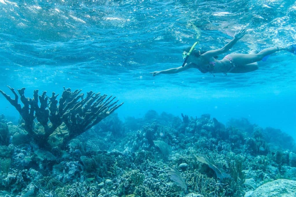 A guest snorkeling above a coral reef system during the Silk Caye Snorkeling Adventure at The Lodge at Jaguar Reef