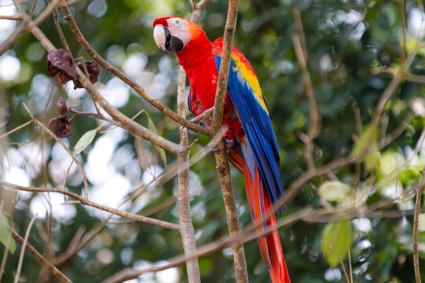 A Belizean scarlet macaw bird on a branch during the Scarlet Macaw Tour at The Lodge at Jaguar Reef